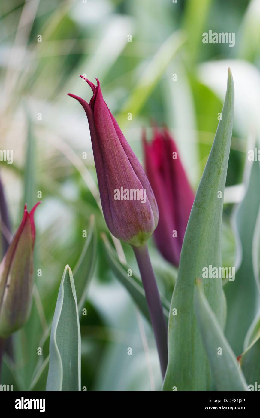 Tulipa 'Purple Dream' fiore. Foto Stock