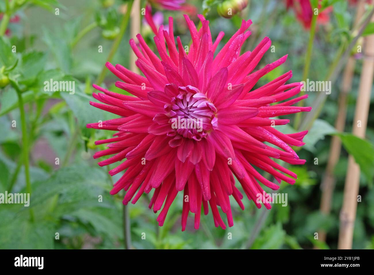 Cactus Dahlia «AC MP» rosa brillante in fiore. Foto Stock