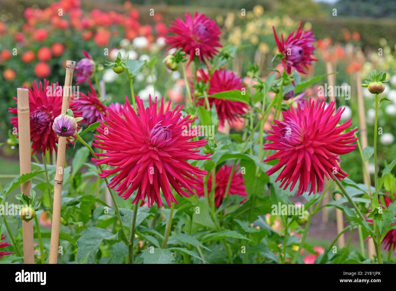 Cactus Dahlia «AC MP» rosa brillante in fiore. Foto Stock