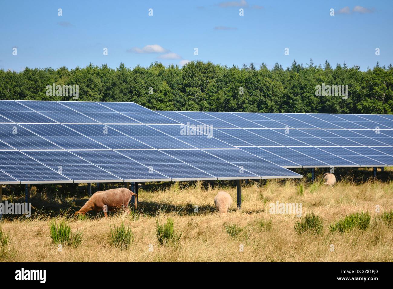una grande fattoria a energia solare con file di pannelli fotovoltaici, in un'area urale con alberi e cieli blu. Le pecore pascolano la zona. Produzione di energia in Foto Stock