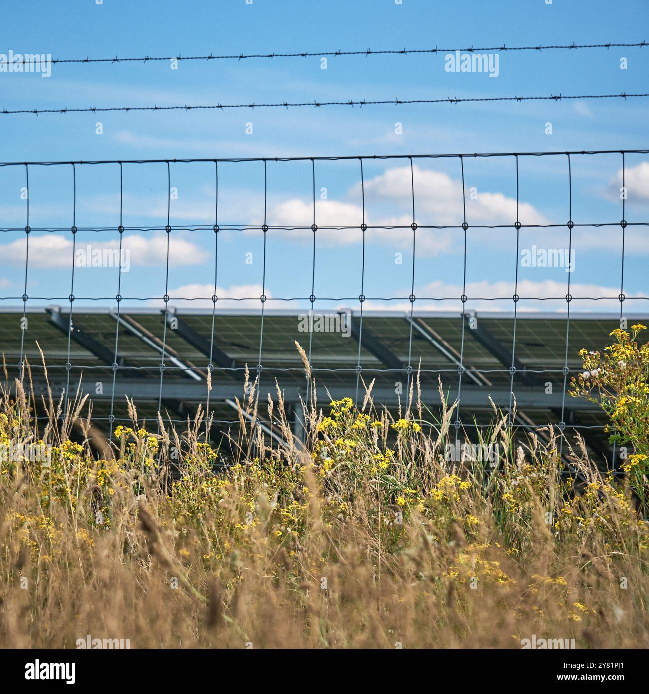 una grande fattoria a energia solare con file di pannelli fotovoltaici, in un'area urale con alberi e cieli blu. Le pecore pascolano la zona. Produzione di energia in Foto Stock