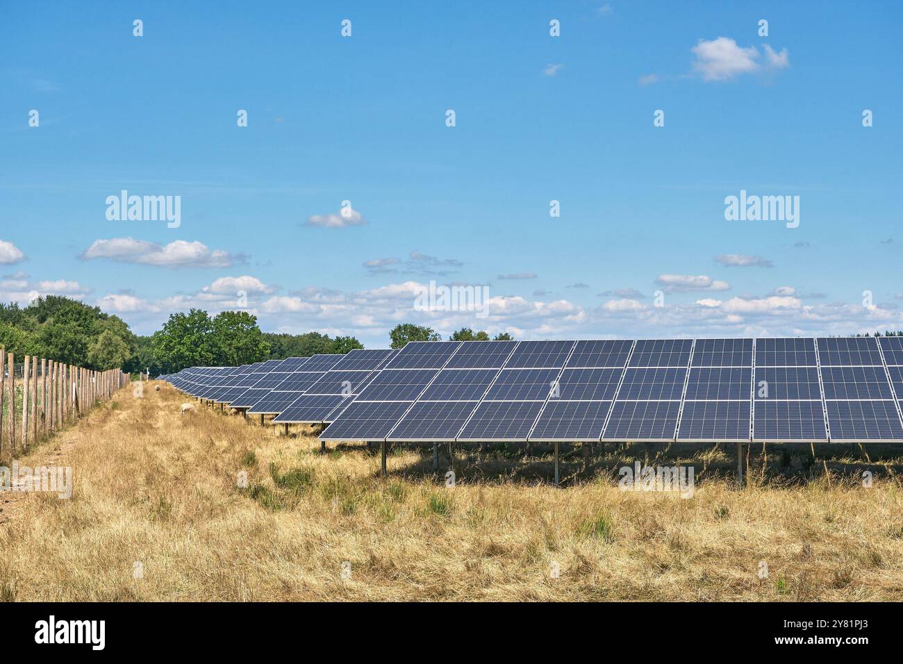 una grande fattoria a energia solare con file di pannelli fotovoltaici, in un'area urale con alberi e cieli blu. Le pecore pascolano la zona. Produzione di energia in Foto Stock
