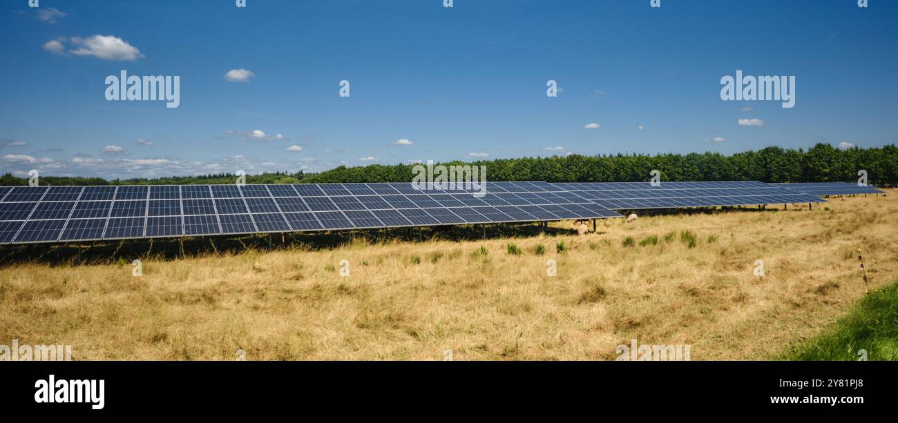 una grande fattoria a energia solare con file di pannelli fotovoltaici, in un'area urale con alberi e cieli blu. Le pecore pascolano la zona. Produzione di energia in Foto Stock