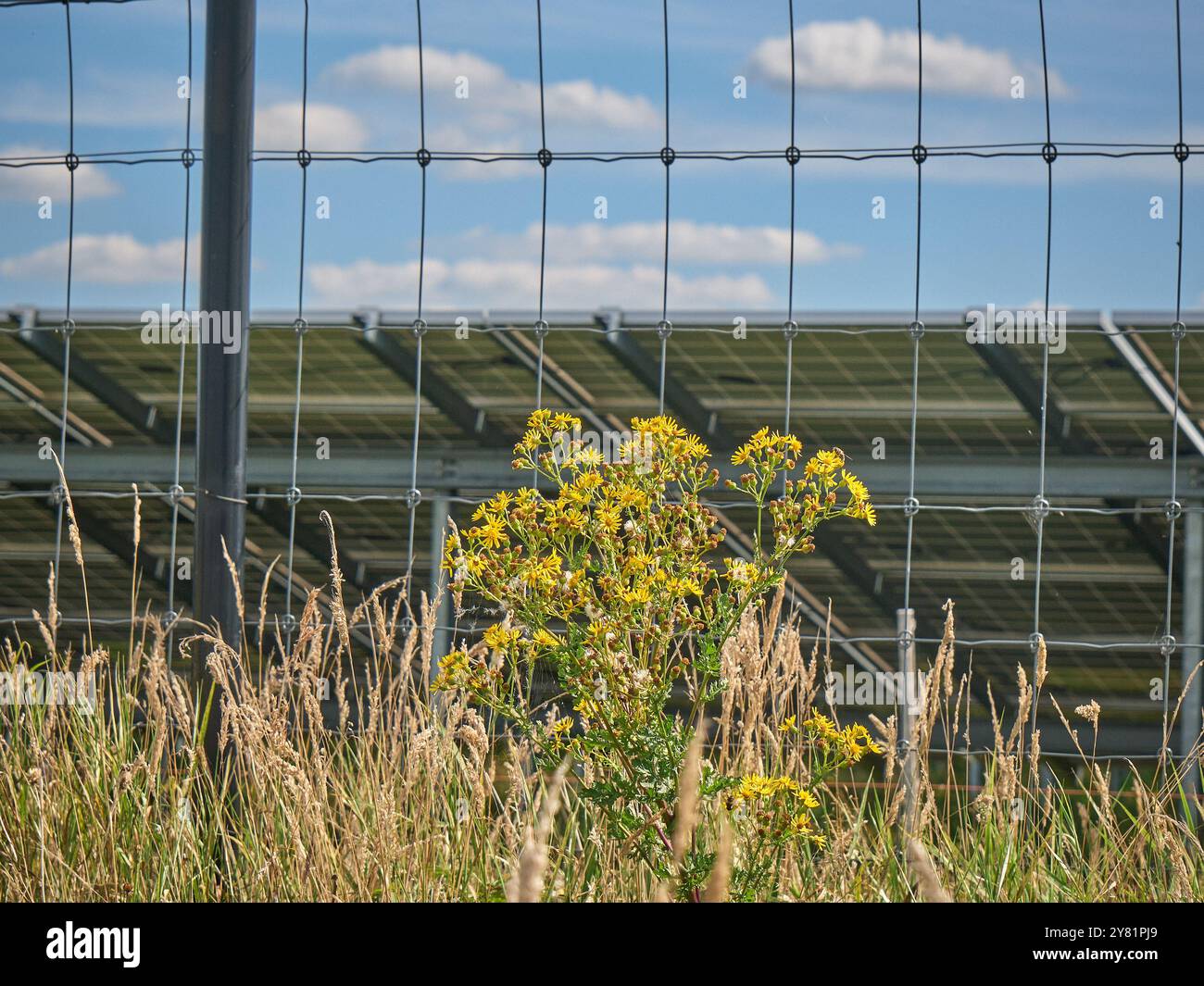 una grande fattoria a energia solare con file di pannelli fotovoltaici, in un'area urale con alberi e cieli blu. Le pecore pascolano la zona. Produzione di energia in Foto Stock