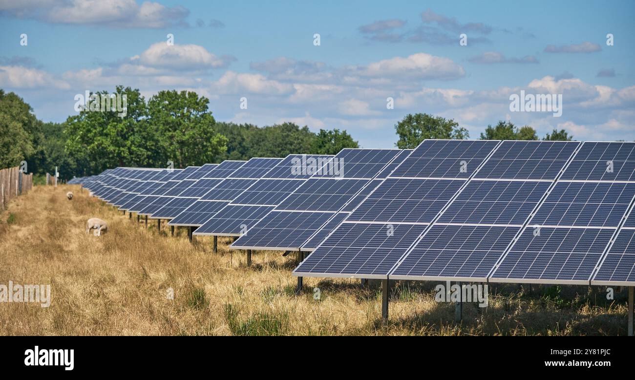 una grande fattoria a energia solare con file di pannelli fotovoltaici, in un'area urale con alberi e cieli blu. Le pecore pascolano la zona. Produzione di energia in Foto Stock