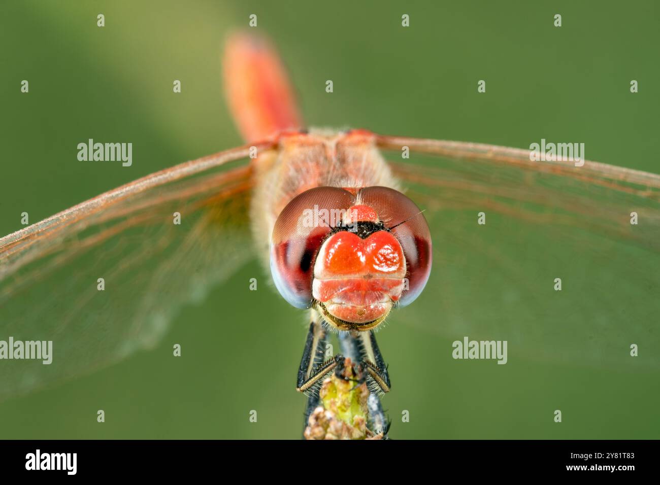 primo piano del dragonlfy seduto nell'impasto. foto di insetti macro, dettaglio occhi di insetti di libellule Foto Stock