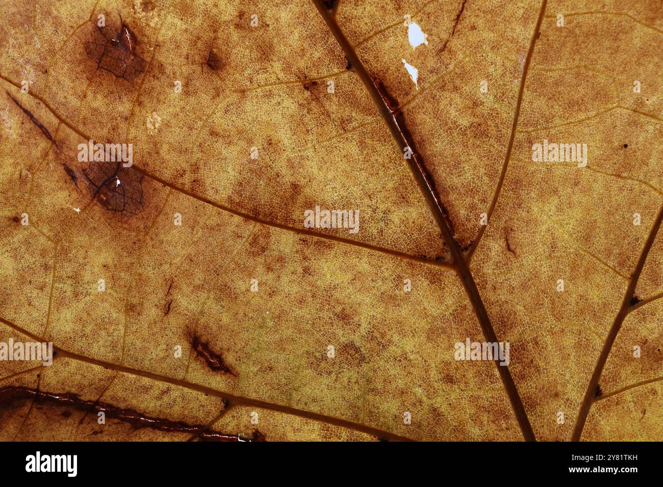 Primo piano di una foglia d'autunno arancio-marrone, con texture intricate e dettagli naturali, una rappresentazione perfetta della bellezza stagionale. Foto Stock