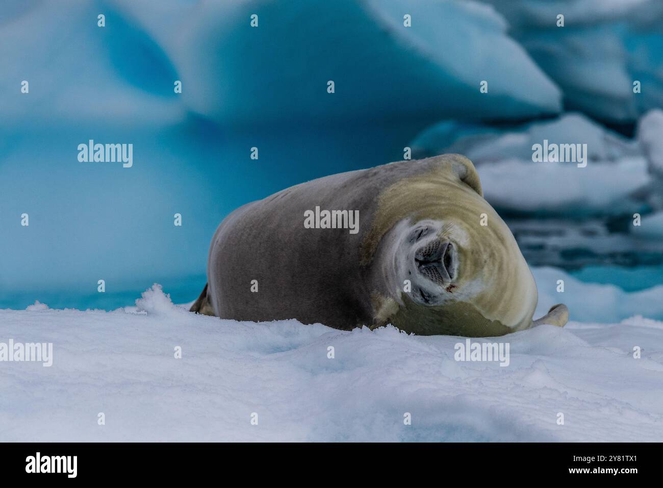 Primo piano di una foca di un cratere - Lobodon carcinophaga - che poggia su un piccolo iceberg vicino alle isole ittiche della penisola antartica Foto Stock