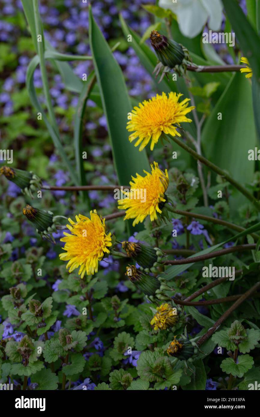 I leoncini gialli vibranti si ergono alti tra un campo di fiori viola coperti da terra e fogliame verde. Foto Stock