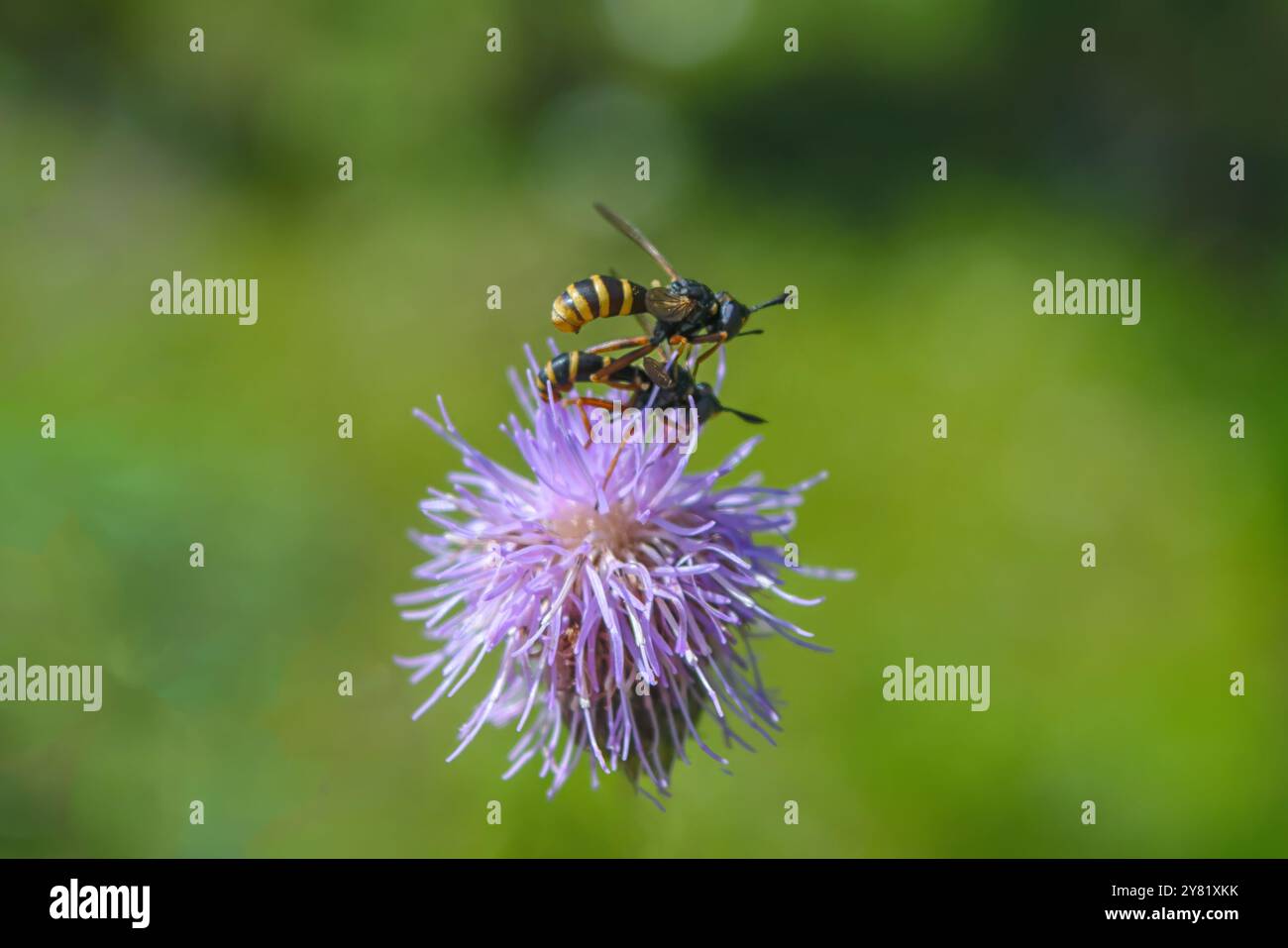 Il beewolf europeo (Philanthus triangulum). Maschio e femmina durante la stagione riproduttiva. Foto Stock