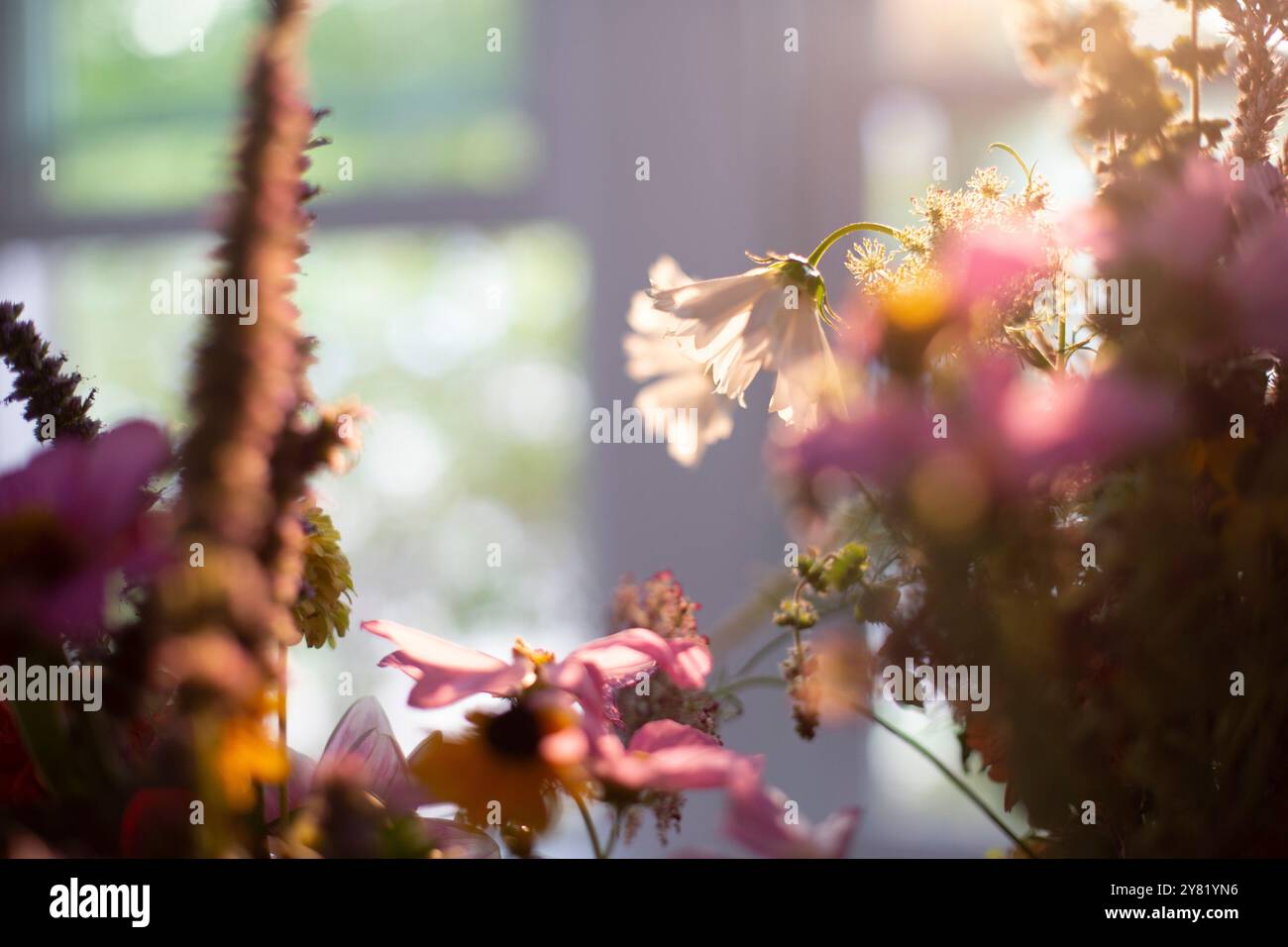 La luce calda del sole filtra attraverso una vivace disposizione di fiori vicino a una finestra, proiettando ombre morbide e mettendo in risalto i petali delicati. Foto Stock