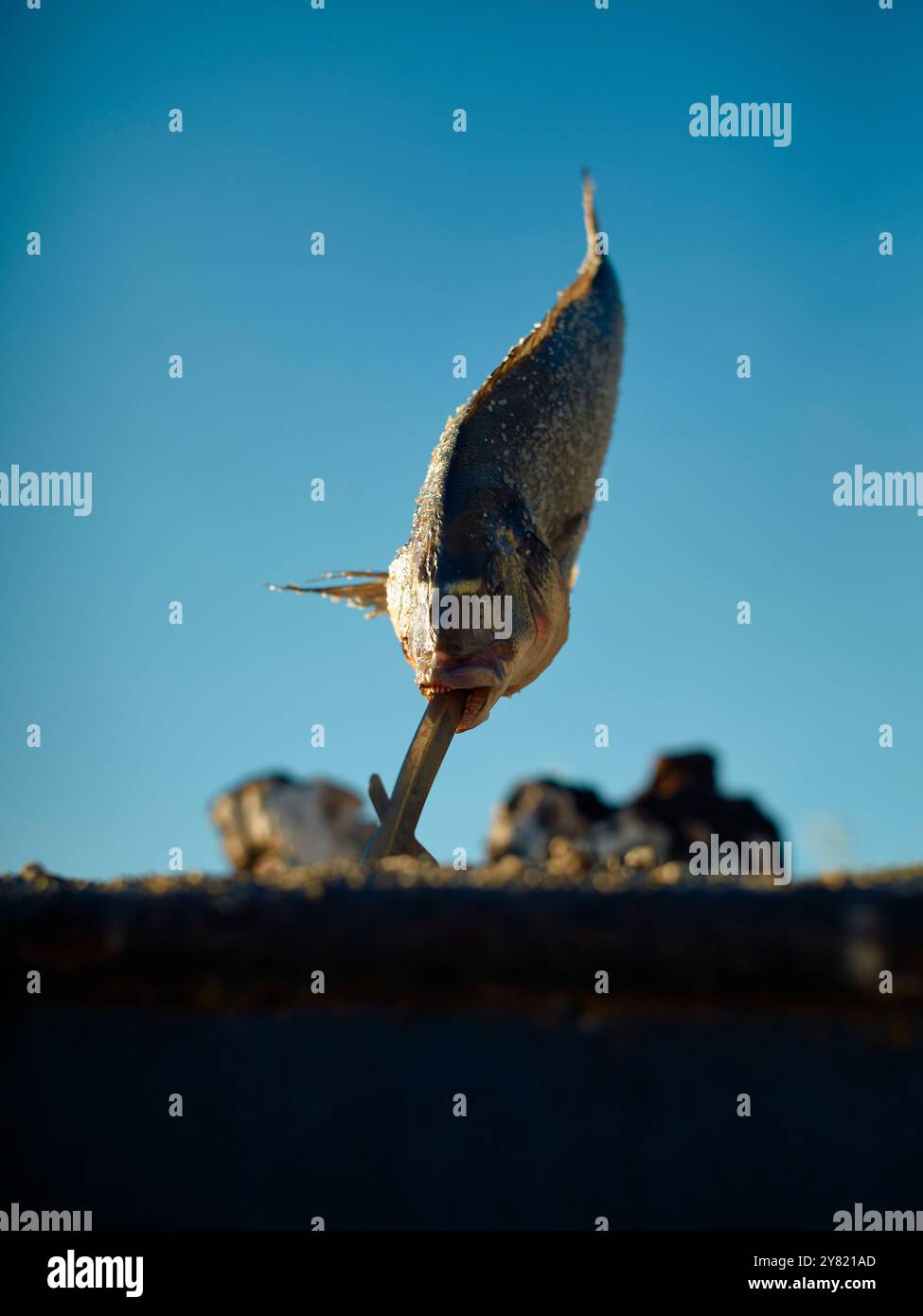Un pesce impalato su un bastone di legno su uno sfondo blu del cielo. Foto Stock