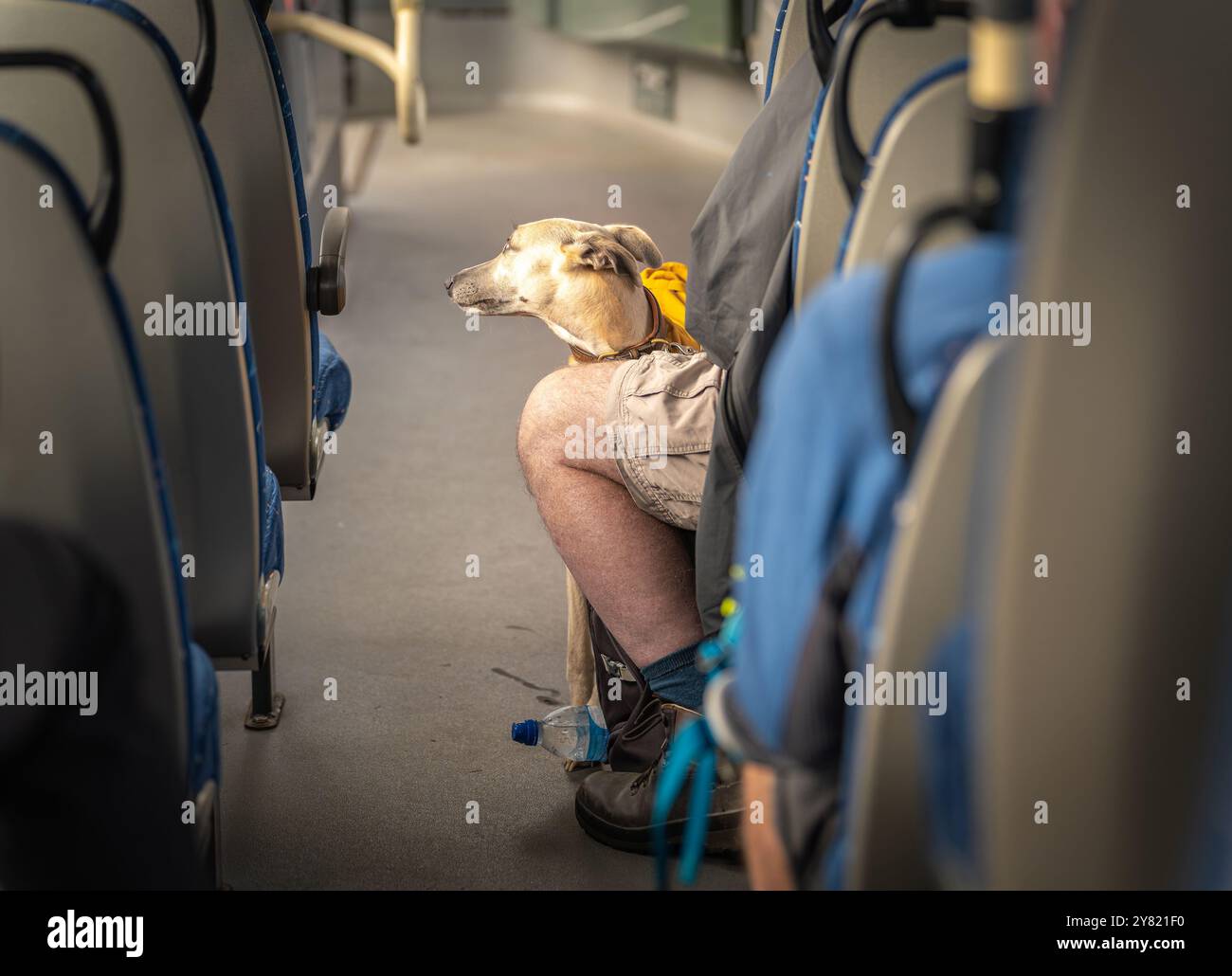 Animali domestici sull'autobus, in vacanza e in viaggio con il vostro cane utilizzando i mezzi pubblici Foto Stock