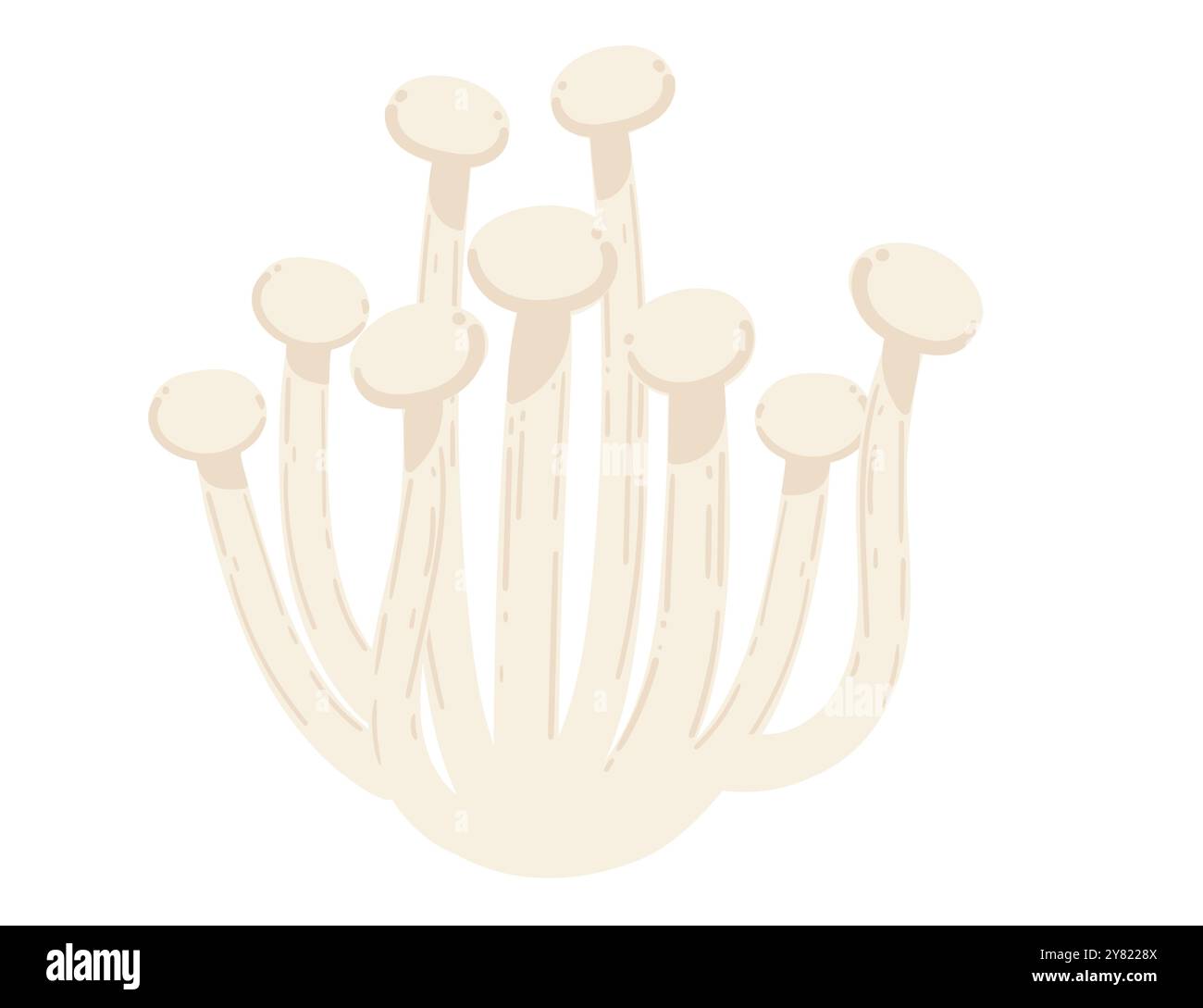 Funghi Enoki. Bianco asiatico gustoso fungo. Illustrazione vettoriale isolata su sfondo bianco. Illustrazione Vettoriale