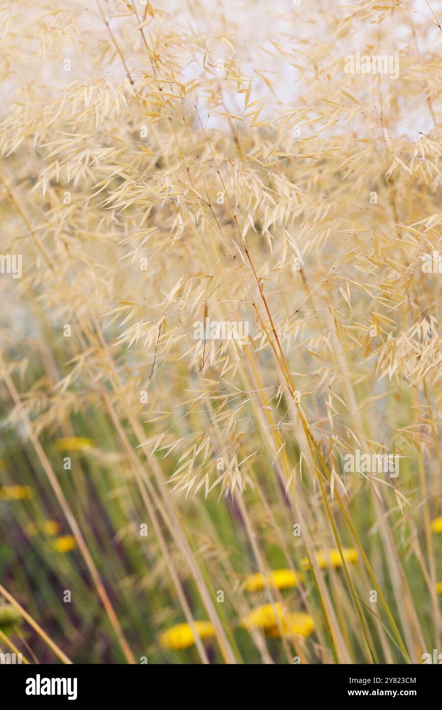 Stipa gigantea in un confine erbacee. Foto Stock