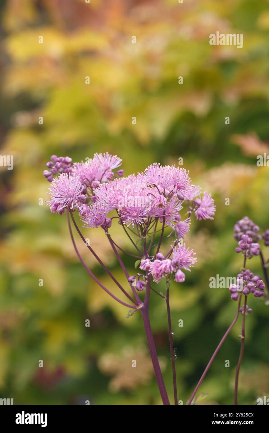 Thalictrum aquilegiifolium fiori in un giardino cottage. Foto Stock