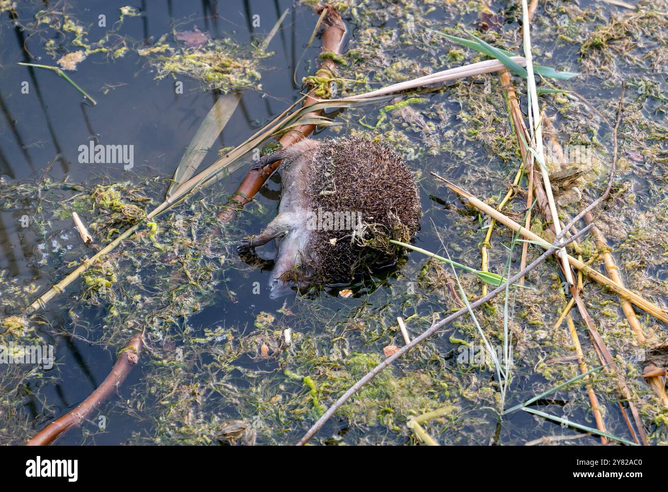 Il corpo gonfiato di un riccio annegato si trova in una fonte di acqua muschiosa. Foto Stock