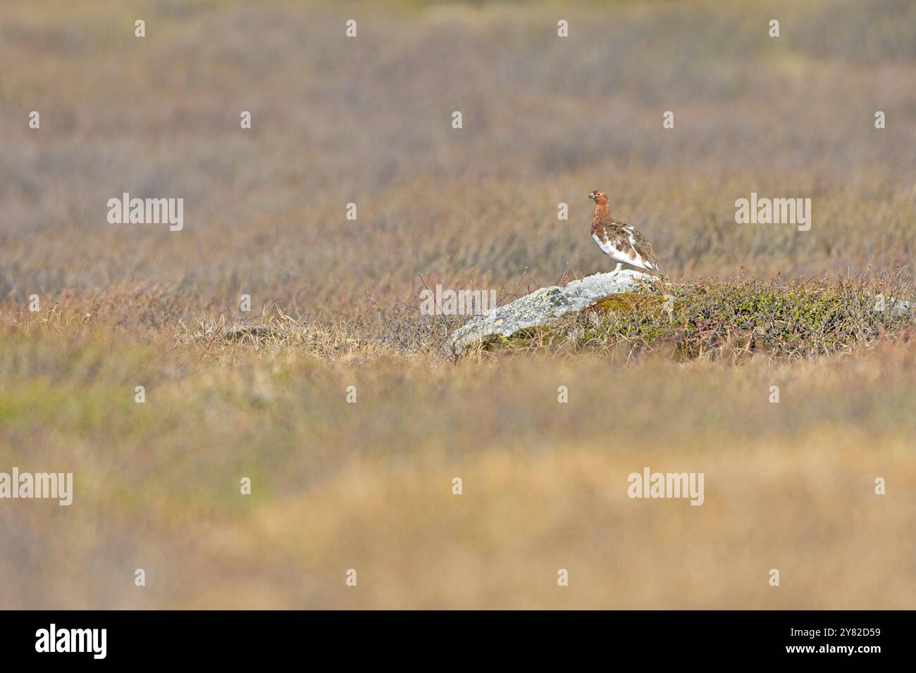 Un salice maschio ptarmigan (Lagopus lagopus) arroccato su una roccia. Foto Stock