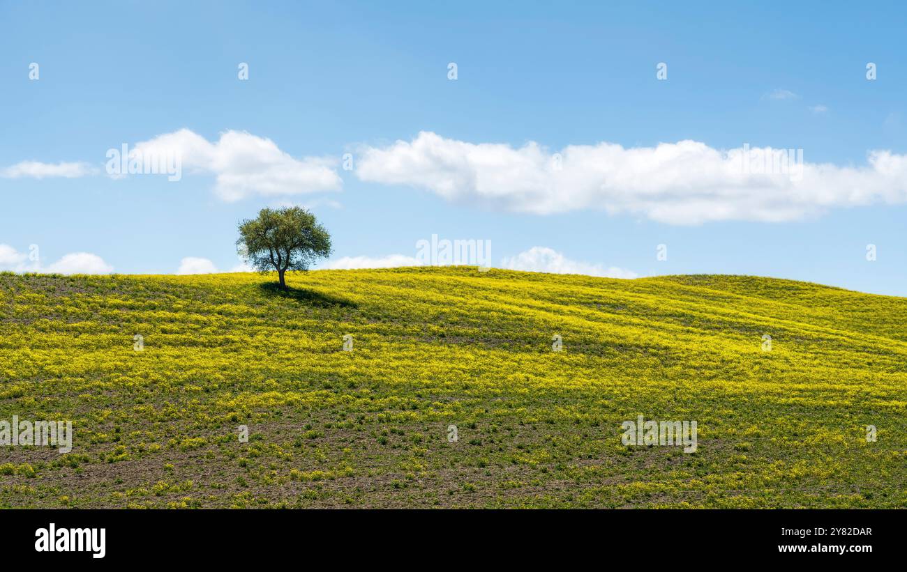 Olivo solitario sulla collina e fiori gialli nel campo. Alcune nuvole soffici nel cielo. Regione Toscana, Italia. Foto Stock