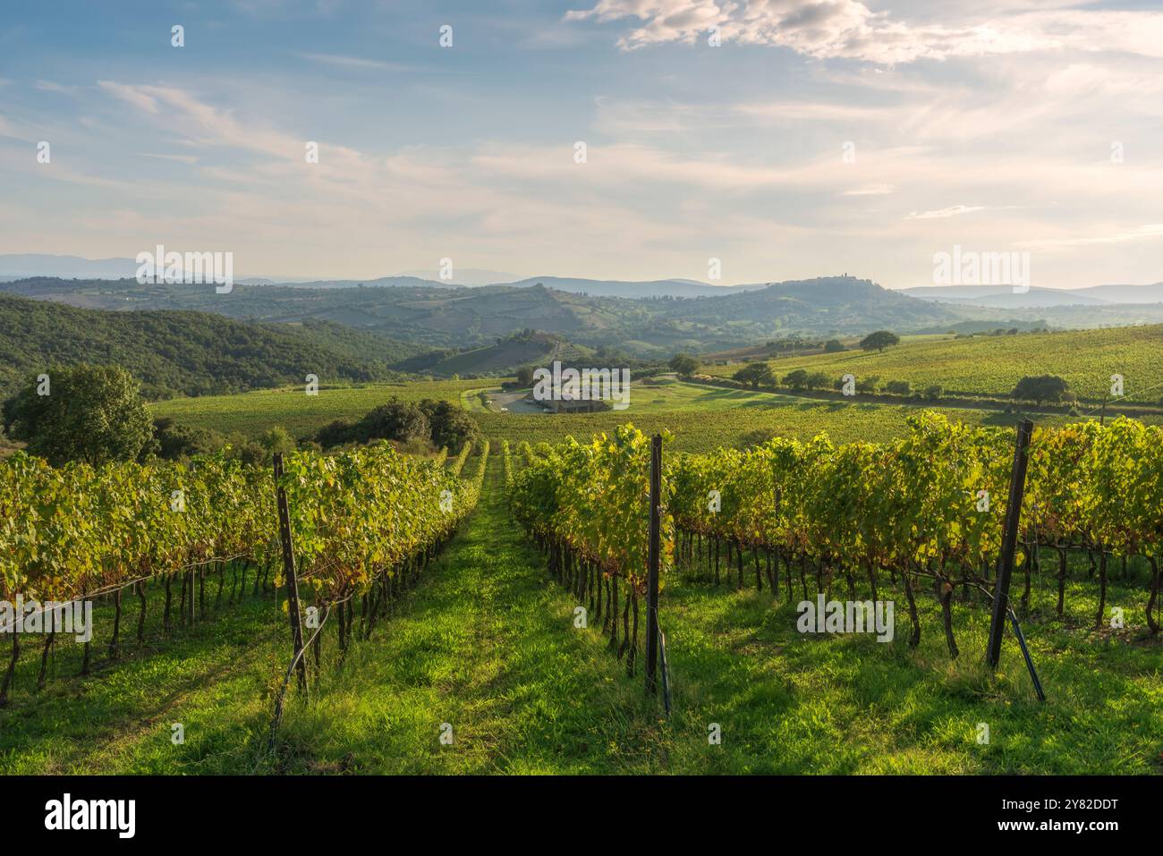 Paesaggio dei vigneti Morellino di Scansano in autunno. Sullo sfondo il paese di Montiano. Maremma, Provincia di Grosseto, Toscana reg Foto Stock