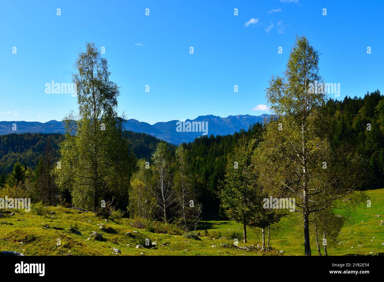 Pascolo Ilovec a Pokljuka con alberi di betulla (Betula pendula) e vista sulle alpi Giulie a Gorenjska, Slovenia Foto Stock