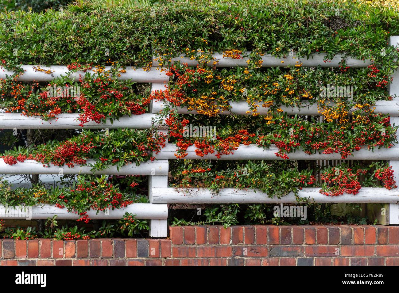 Bacche d'arancia di Pyracantha (chiamata anche Firethorn) e cotoneaster con bacche rosse, siepe colorata fuori casa, Inghilterra, Regno Unito, durante settembre Foto Stock