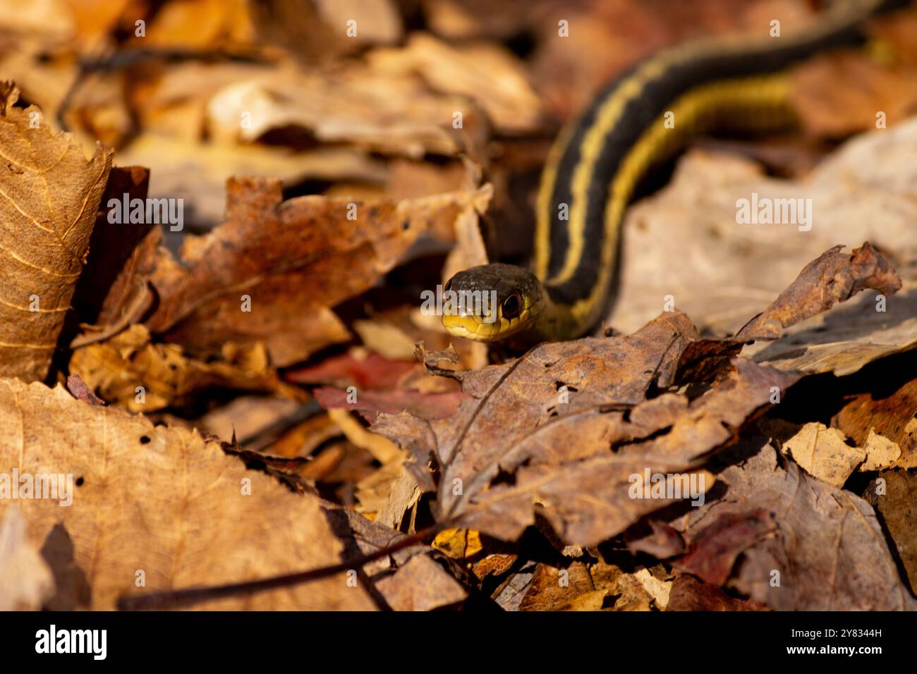 Avvicinandosi al serpente della giarrettiera si scivola attraverso foglie morte in autunno Foto Stock