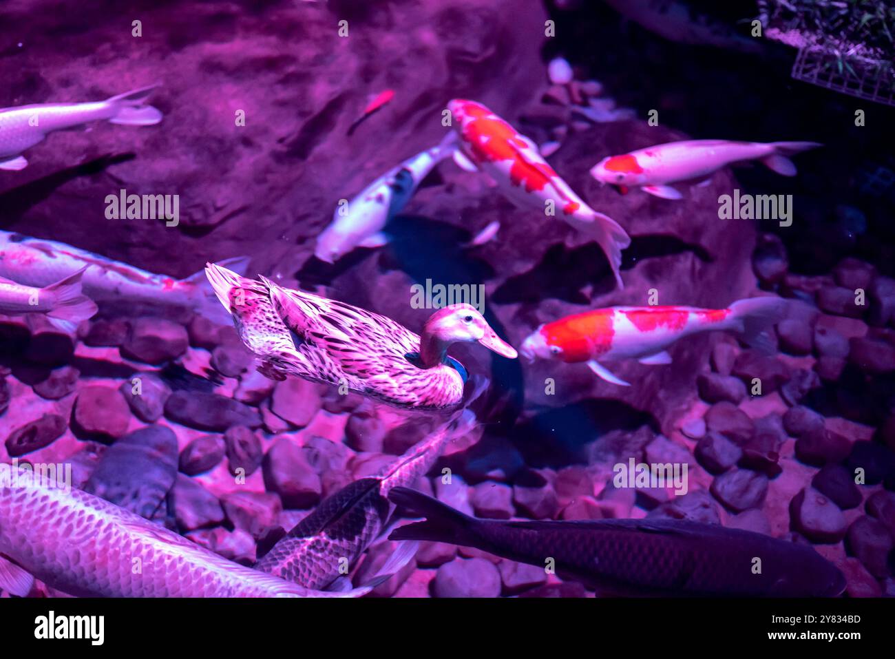 Anatra e pescata di colore viola Foto Stock