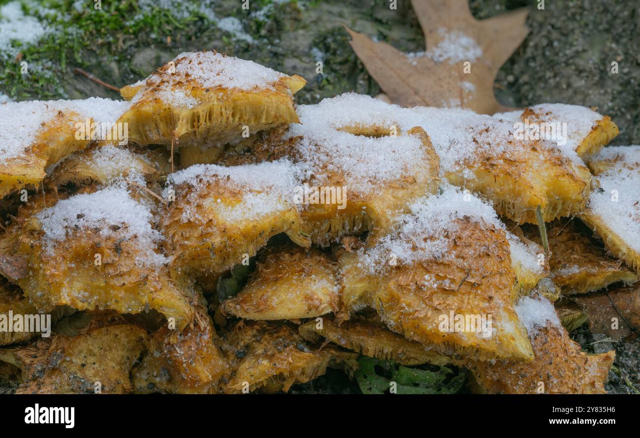 Schnee, Frost und Raureif Hat diese Pilze, im Grünen Gras wachsend, eine weiße Mützen verpasst. Pilze wie der essbare Hallimasch zersetzen Totholz. Foto Stock