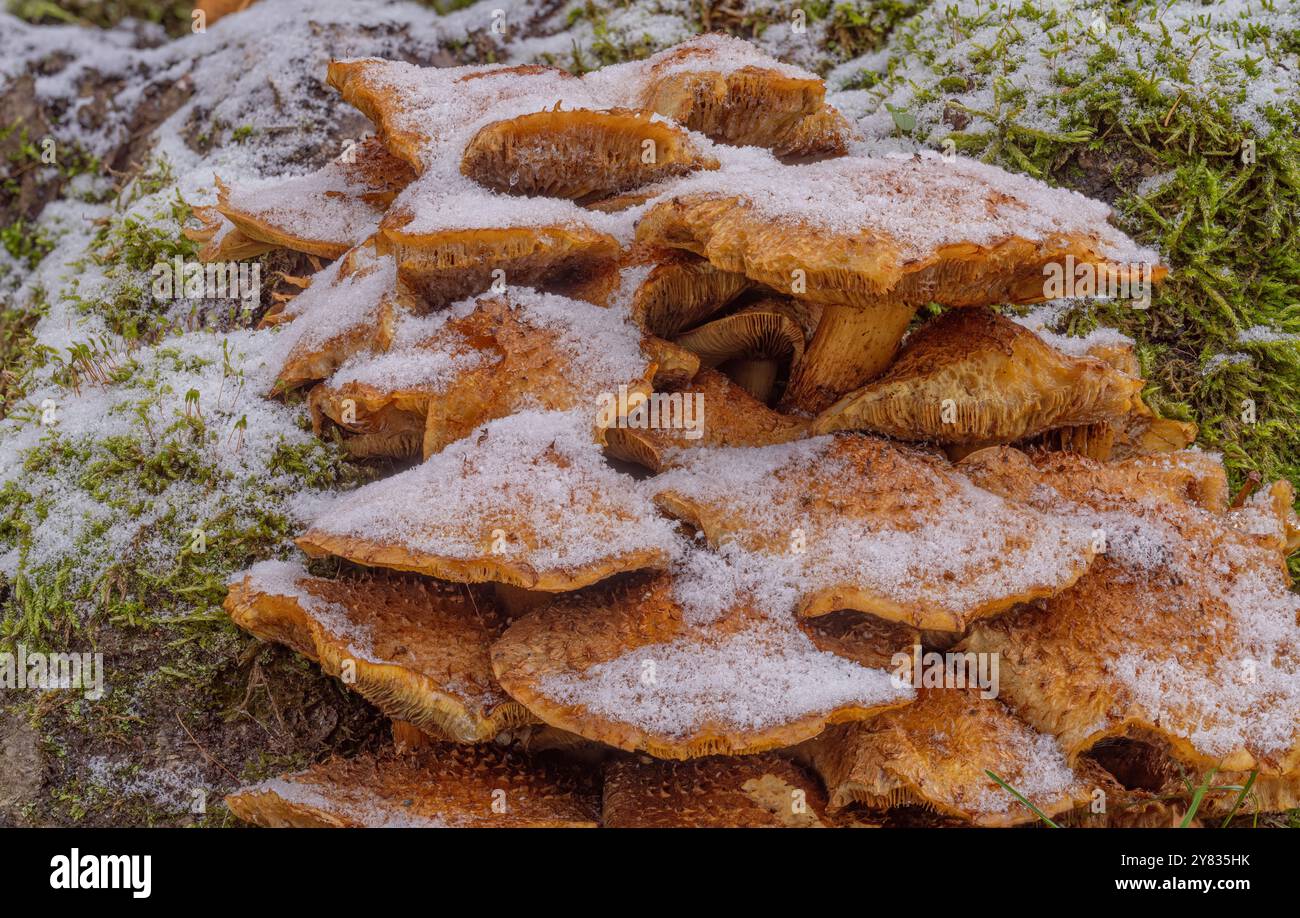 Schnee, Frost und Raureif Hat diese Pilze, im Grünen Gras wachsend, eine weiße Mützen verpasst. Pilze wie der essbare Hallimasch zersetzen Totholz. Foto Stock