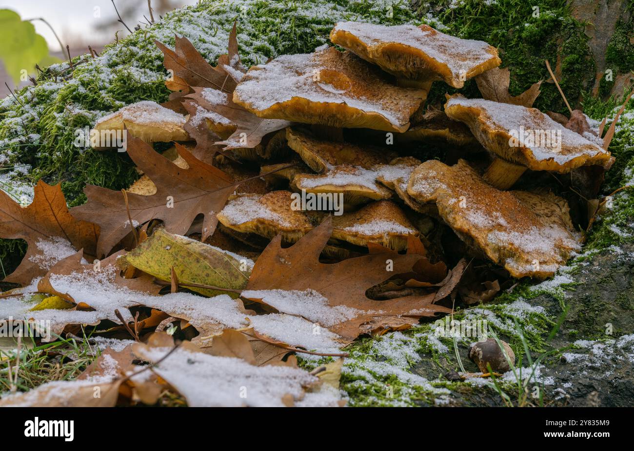 Schnee, Frost und Raureif Hat diese Pilze, im Grünen Gras wachsend, eine weiße Mützen verpasst. Pilze wie der essbare Hallimasch zersetzen Totholz. Foto Stock