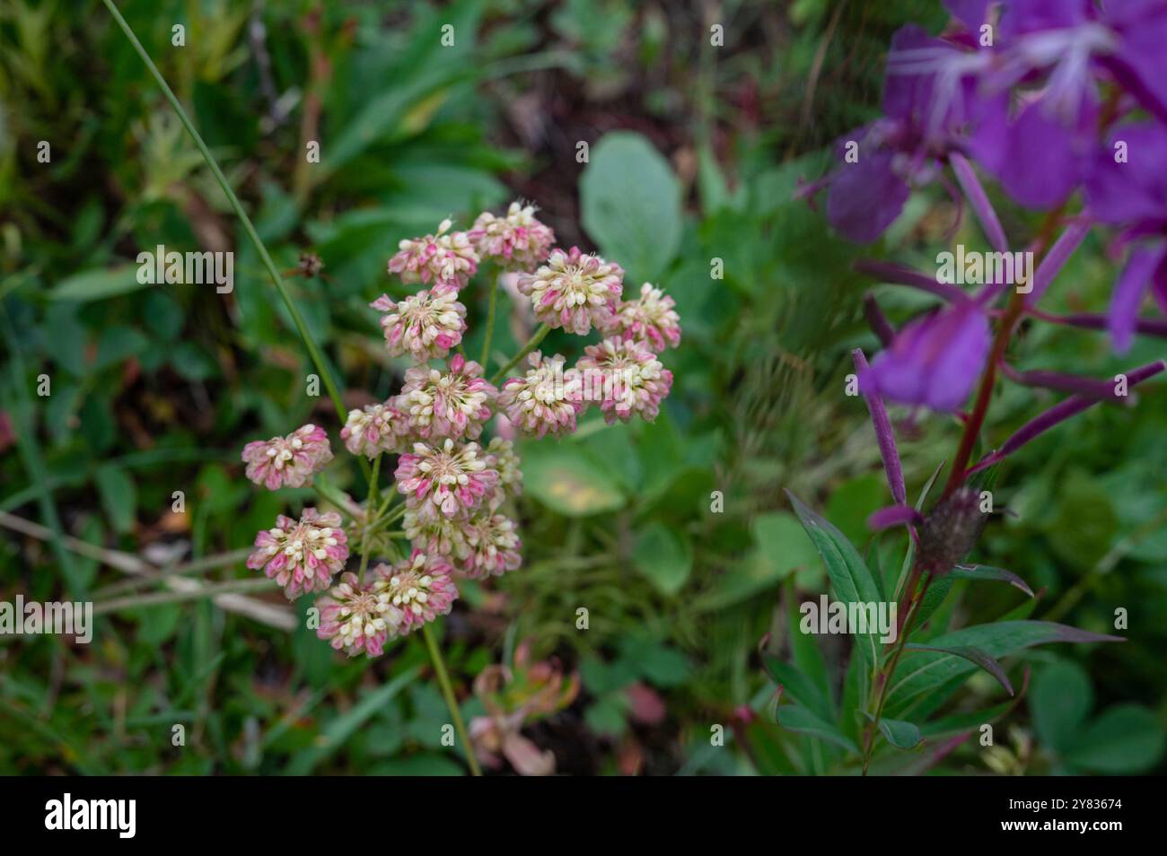 Fiori selvatici del prato alpino lungo il sentiero del circo Ptarmigan, Kananaskis, Canadian Rockies, Alberta Foto Stock