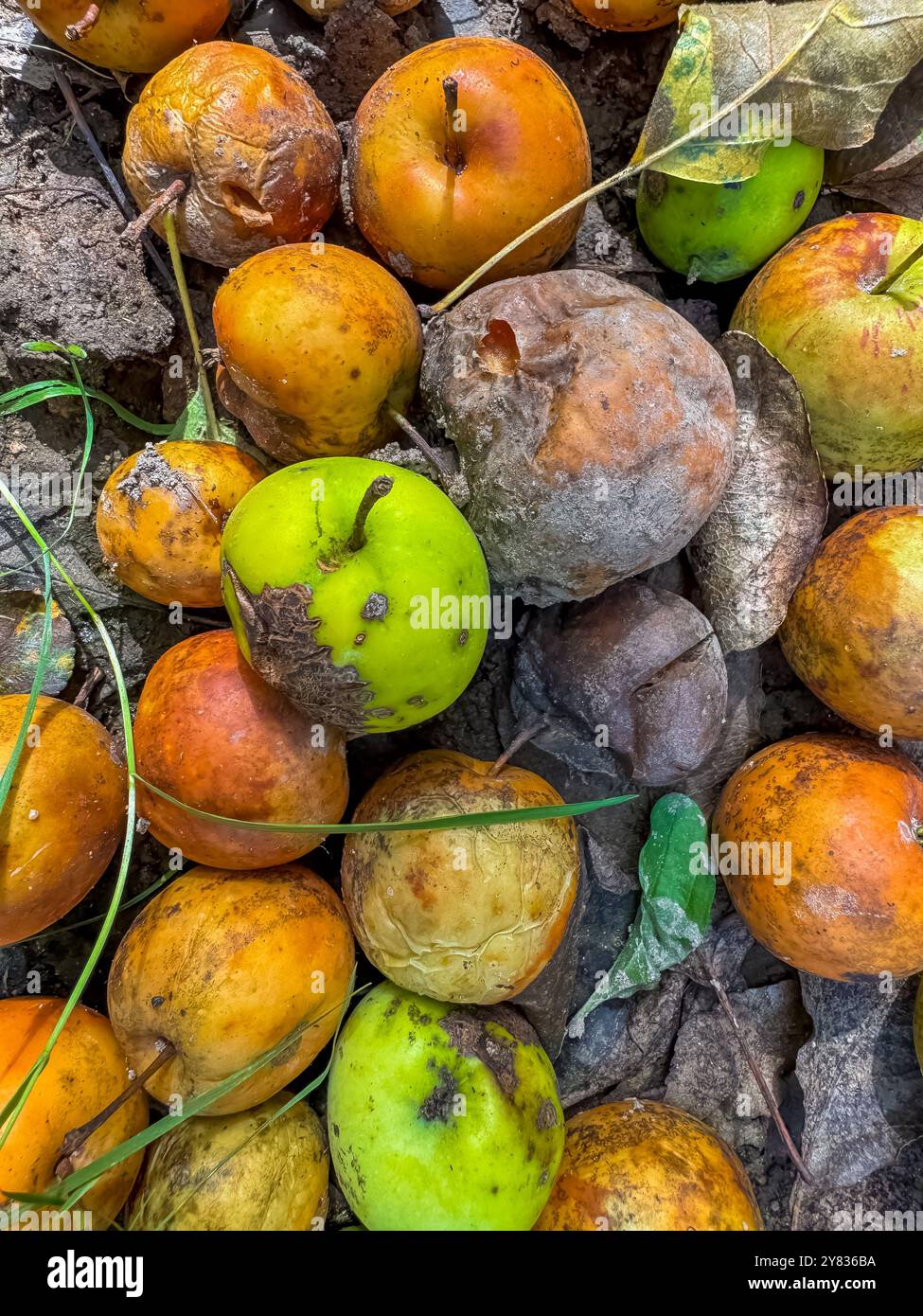 Mele marce. Le mele marce cadute. Mele marcire come spazzatura gettata. Foto di alta qualità Foto Stock