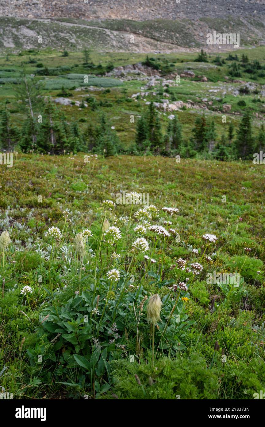 Prato alpino con montagne e fiori selvatici lungo il sentiero del circo Ptarmigan, Kananaskis, Canadian Rockies, Alberta Foto Stock