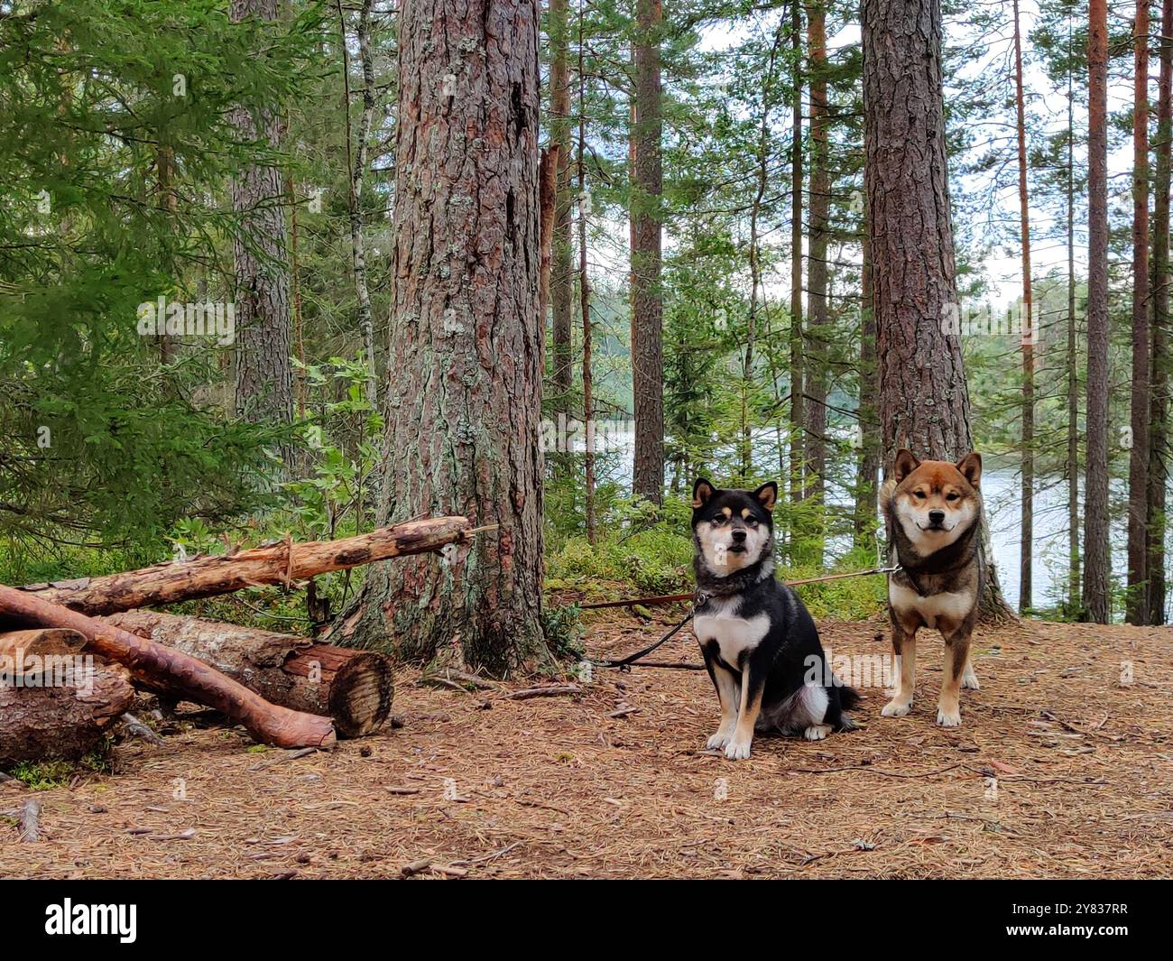 Due cani, razza giapponese Shiba Inu, e natura, animali domestici all'aperto, nella soleggiata foresta estiva di Nuuksio, Finlandia, Europa Foto Stock