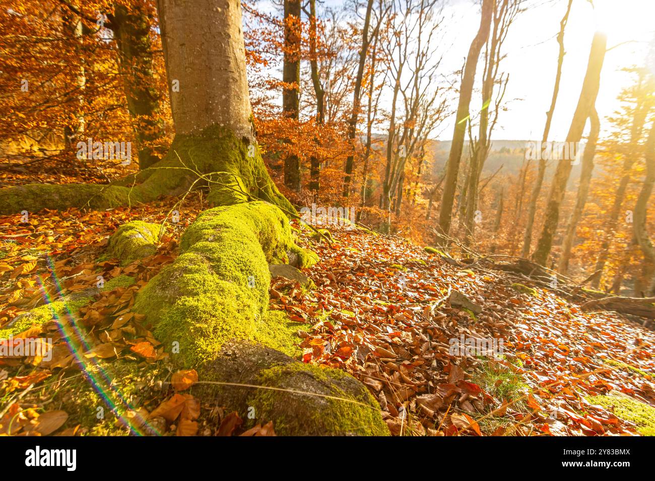 Radici ricoperte di muschio di un vecchio albero nella foresta autunnale al tramonto Foto Stock