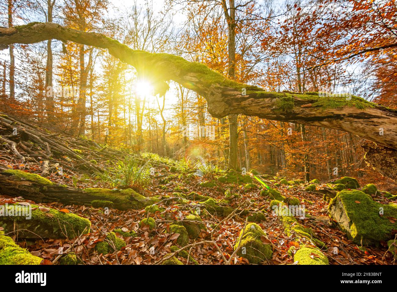 Vecchio tronco di alberi ricoperto di muschio nella foresta autunnale al tramonto Foto Stock