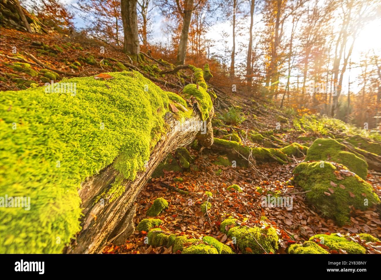 Foto ravvicinata del tronco dell'albero coperto di muschio nella foresta autunnale al tramonto Foto Stock