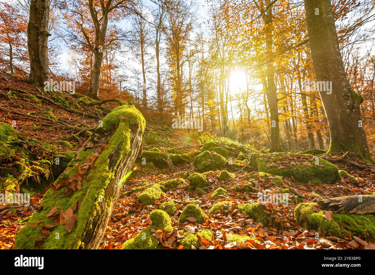 Rocce ricoperte di muschio e tronchi di alberi nella foresta autunnale al tramonto Foto Stock