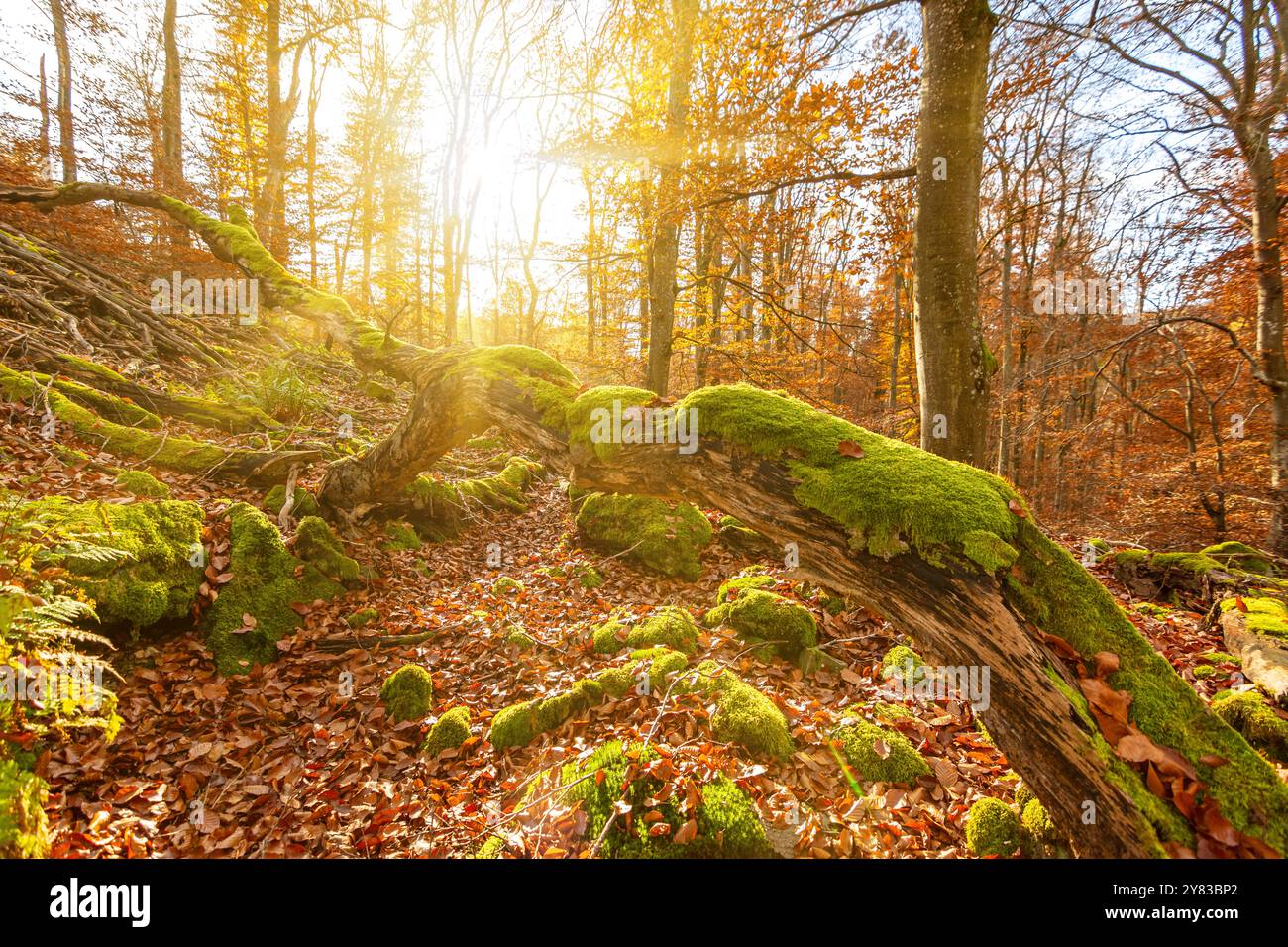 Tronco di alberi ricoperto di muschio nella foresta autunnale al tramonto Foto Stock
