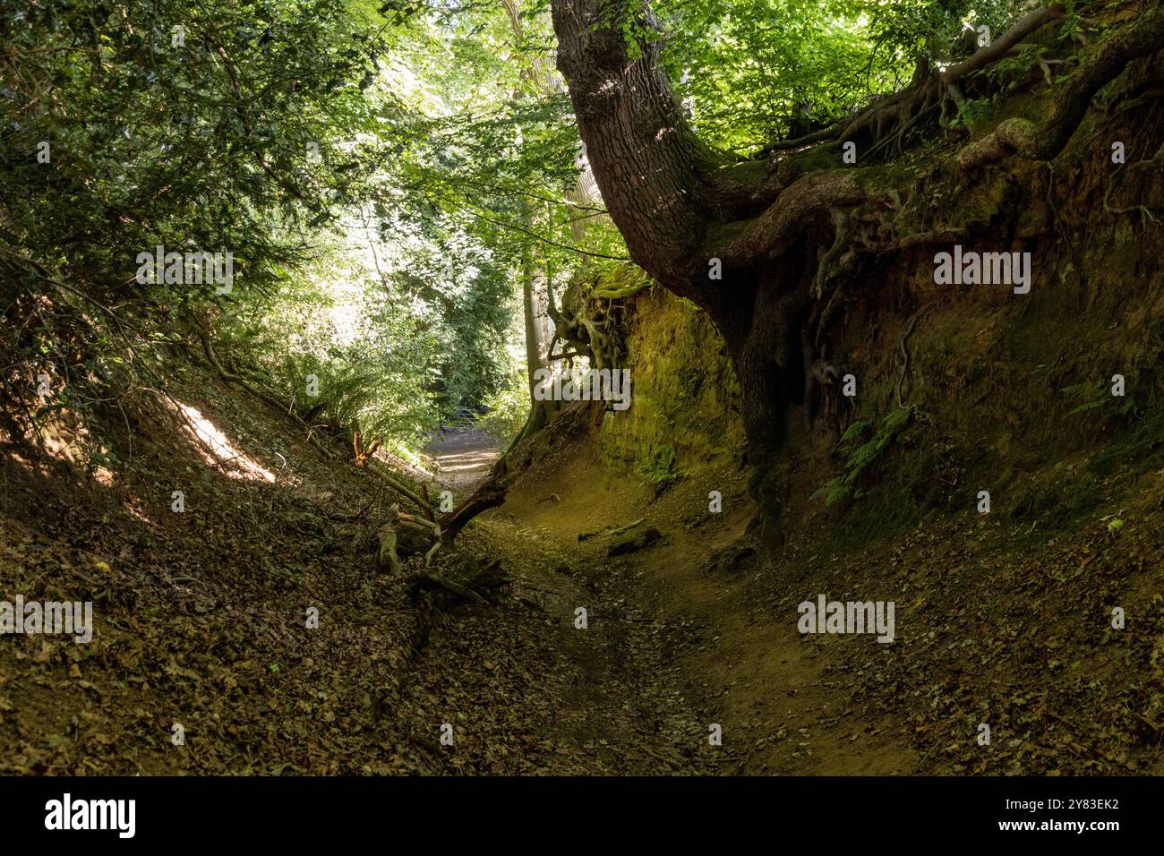 Un Holloway, o binario che è più basso della terra su entrambi i lati a causa dell'erosione o dell'attività umana, sulle colline del Surrey vicino a Guildfor Foto Stock