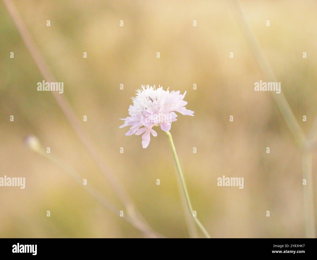 Fiore rosa in campagna Foto Stock