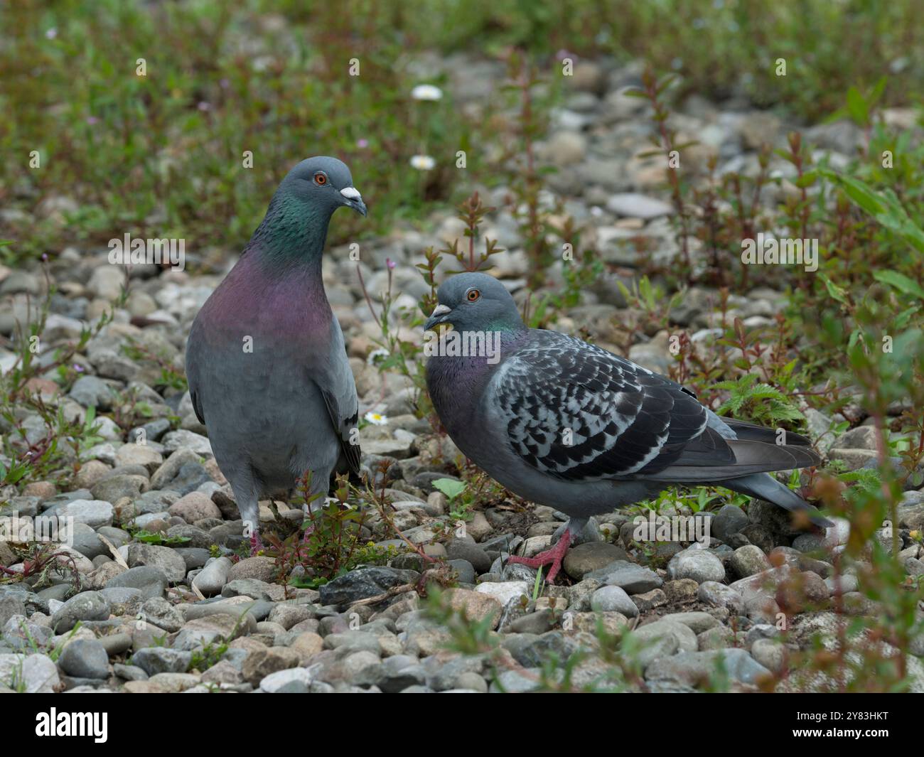 Un paio di piccioni Feral in piedi su una superficie rocciosa. Foto Stock