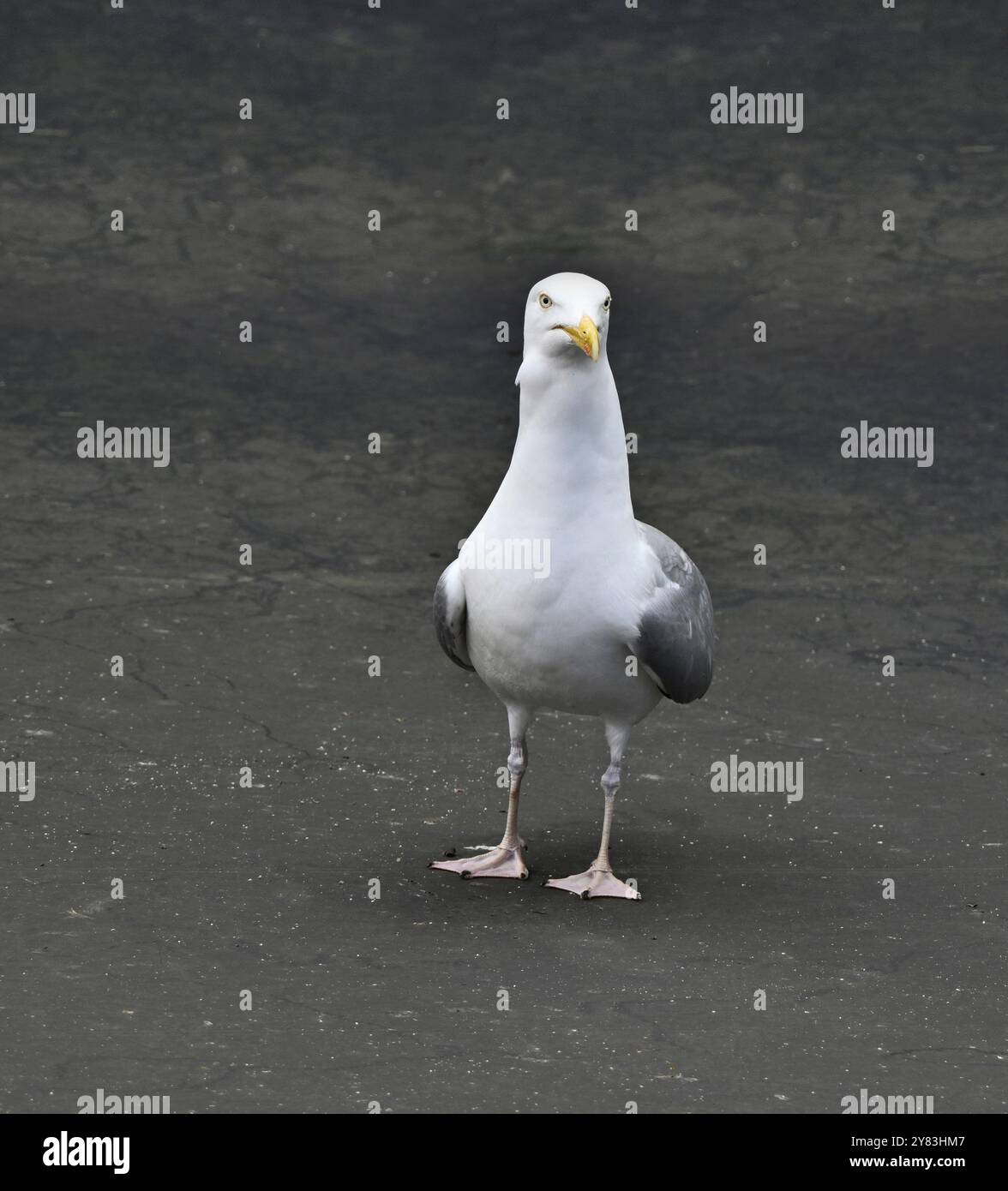 Un grande gabbiano con il dorso nero in piedi orgogliosamente sul tetto di un garage. Foto Stock