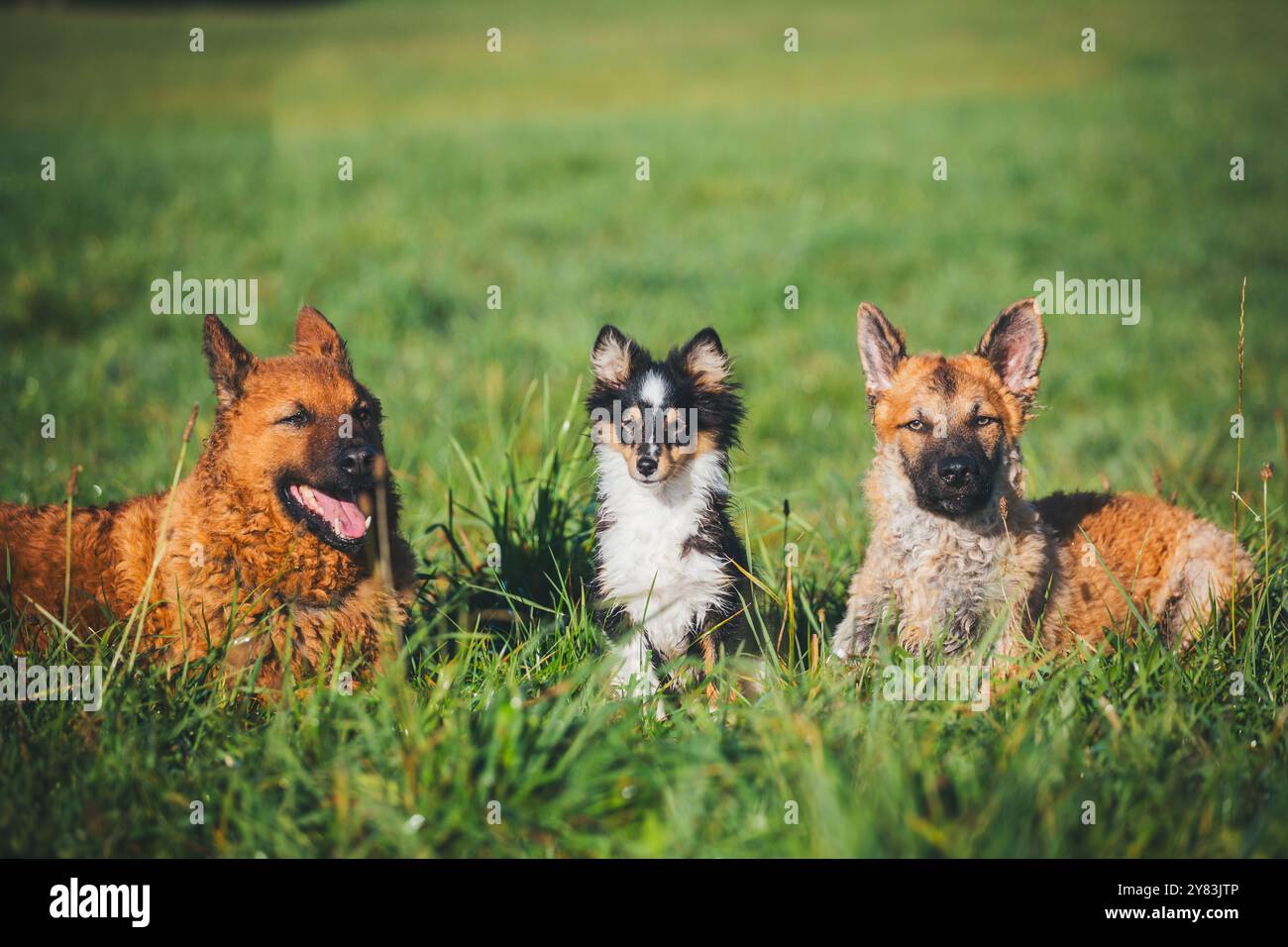 Tre cani (Westerwälder Kuhhund & Sheltie) Foto Stock