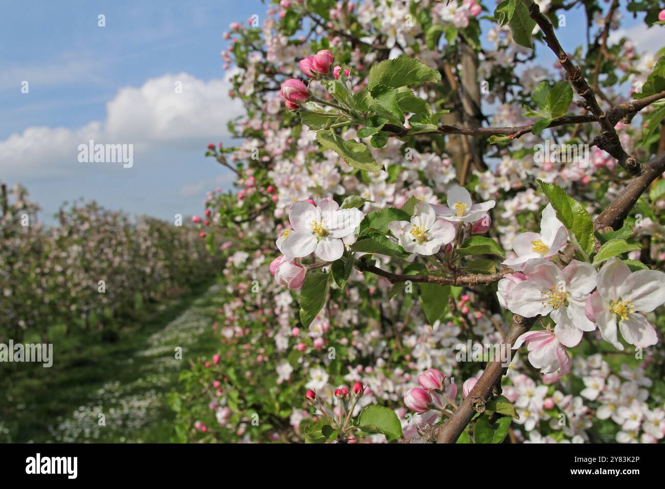 un frutteto con alberi di mele con splendidi fiori bianchi e rosa in primavera e un cielo blu Foto Stock
