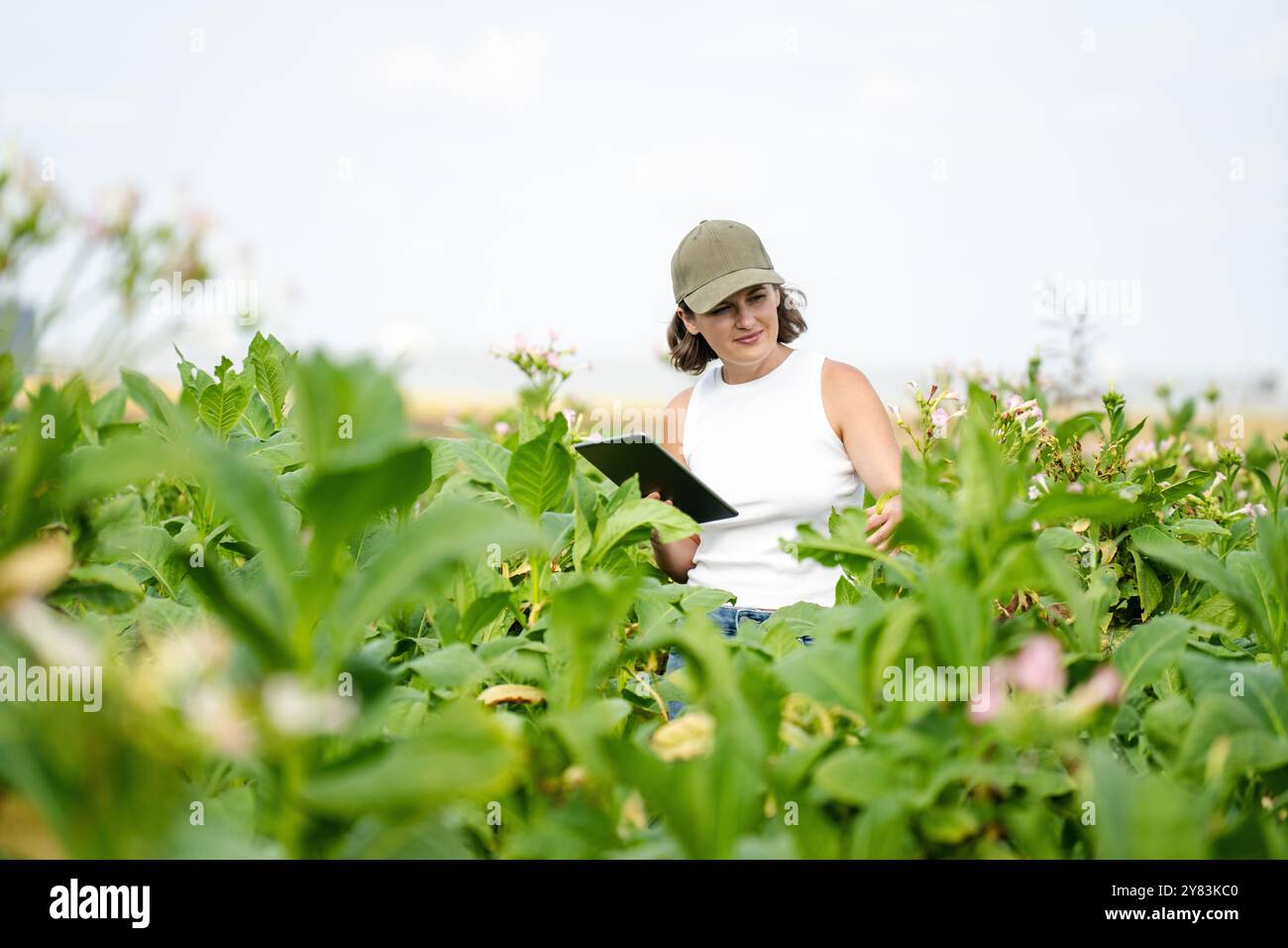 Agricoltore donna con tablet digitale su un campo di tabacco. Foto Stock