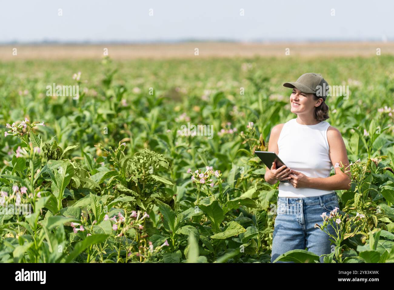Agricoltore donna con tablet digitale su un campo di tabacco. Foto Stock