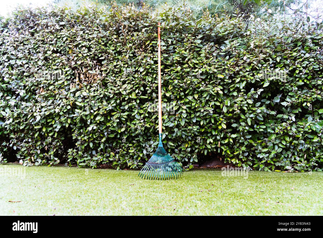 Leaf Rake che si illumina alla luce del sole: Uno sguardo d'autunno Foto Stock