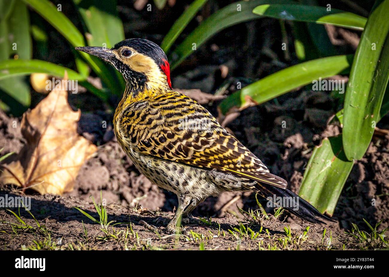 Picchio rosso verde maschio adulto (Colaptes melanochloros), Buenos Aires, Argentina Foto Stock